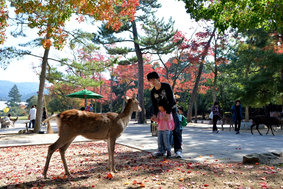 日本散记:通灵人心的奈良神鹿