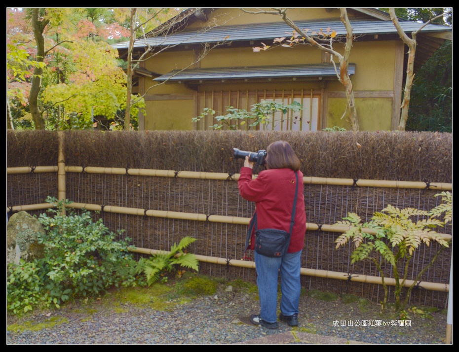 成田山公园的红叶 2 紫罗兰 搜狐博客