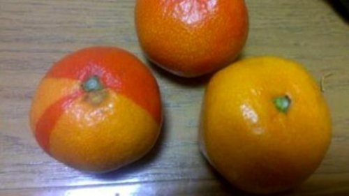 中华民族能重蹈核辐射植物的惨样? - 追真求恒 - 我的博客