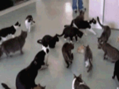 400_300gif 动态图 动图