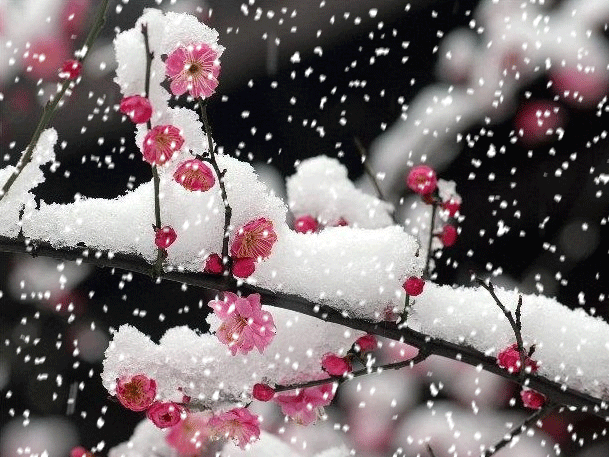 动态下雪图_动态雪景图片大全下雪_下雪动态图片