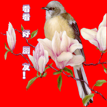 春意盈然——蝴蝶为花醉,鸟儿枝上欢