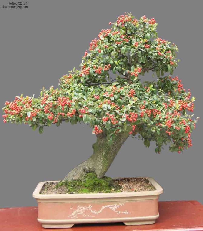 水果型似羊奶子