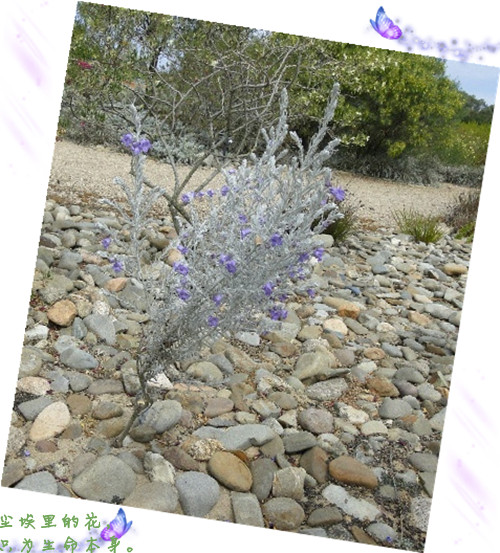 【相约今生 】尘埃里的花 - 相约今生