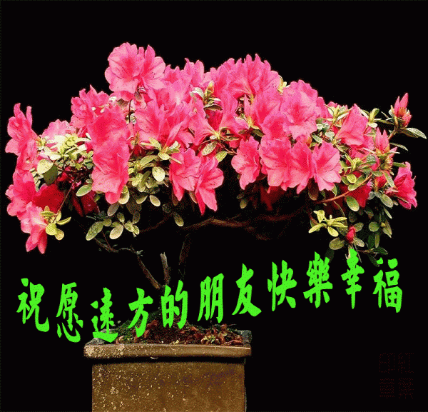 春天让鲜花美丽你的容颜