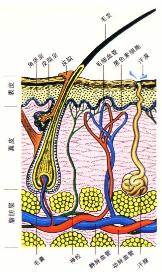 我们的皮肤