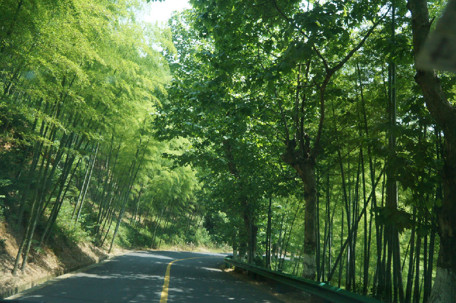 山路蜿蜒,一路翠绿,一路竹林.