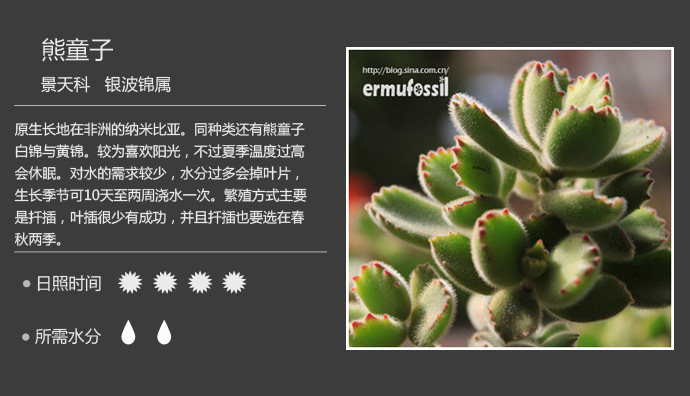 多肉图片,生长习性介绍(一)