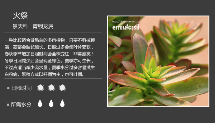 多肉图片,生长习性介绍(一)