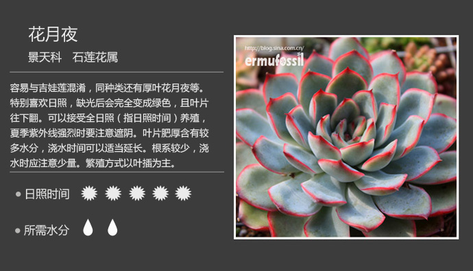 多肉图片,生长习性介绍(三)