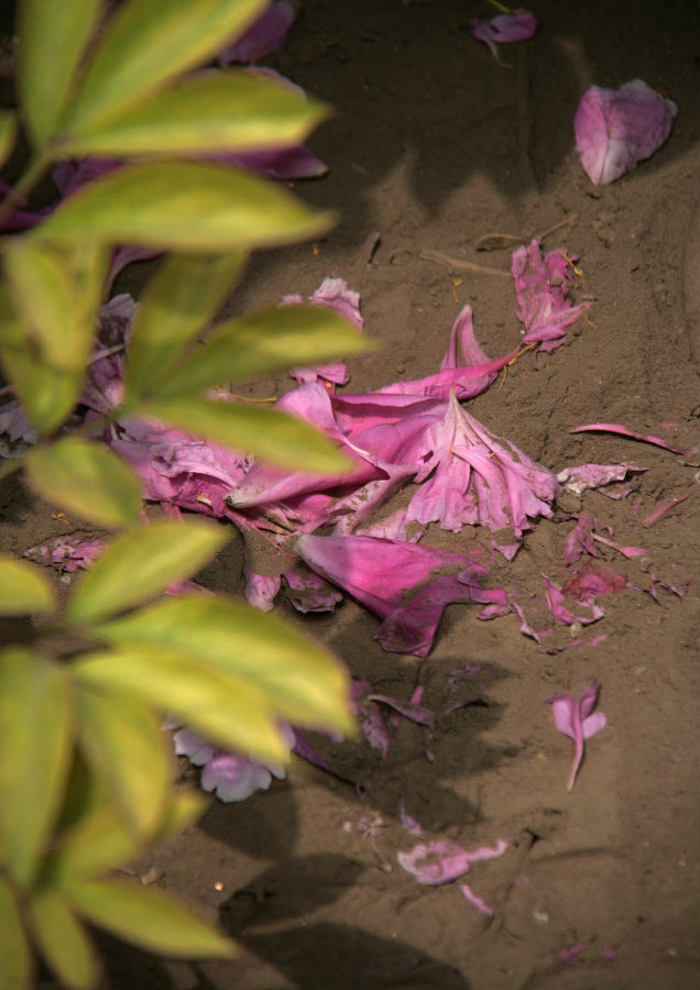 花自凋零水自流