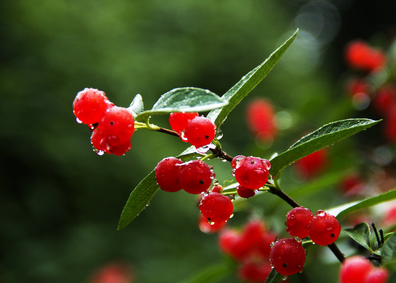 决定到植物园去看看雨后的花草树木,是否能够抓到些好镜头.