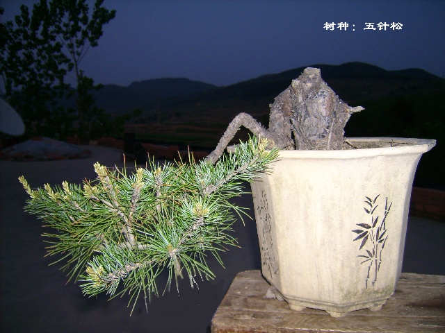 听我老王卖瓜 - 月亮圈 - 社会人文