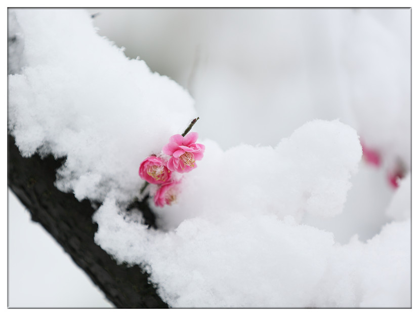 我便是,晶莹的一朵花 在时光里 相遇一种情愫 雪是海涵的意境 梅,是