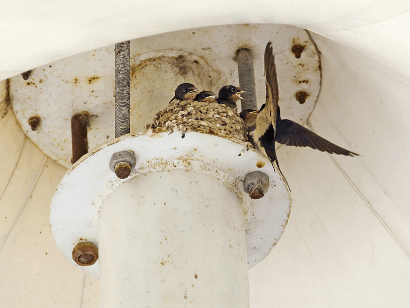 高速路旁燕子飞,小丫舞伴夕阳红