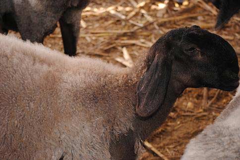 羊跟鹰猜成语_看图猜成语(2)