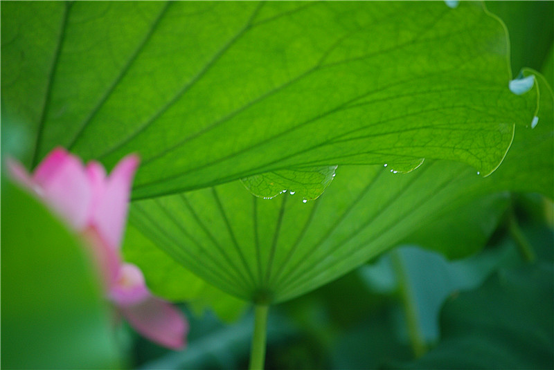 蓝波男人尊严吉他谱分享_蓝波男人尊严吉他谱