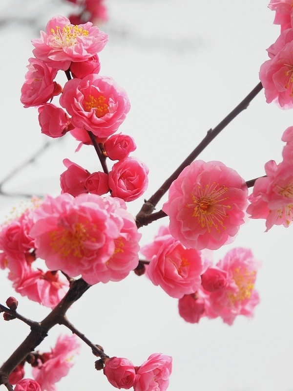 散文诗:又到桃花艳阳时 七队 杨宝坤 - zq8523 - 852农场3分场(20团3营)知青网 散文诗:又到桃花艳阳时 七队 杨宝坤 - zq8523 - 852农场3分场(20团3营)知青网