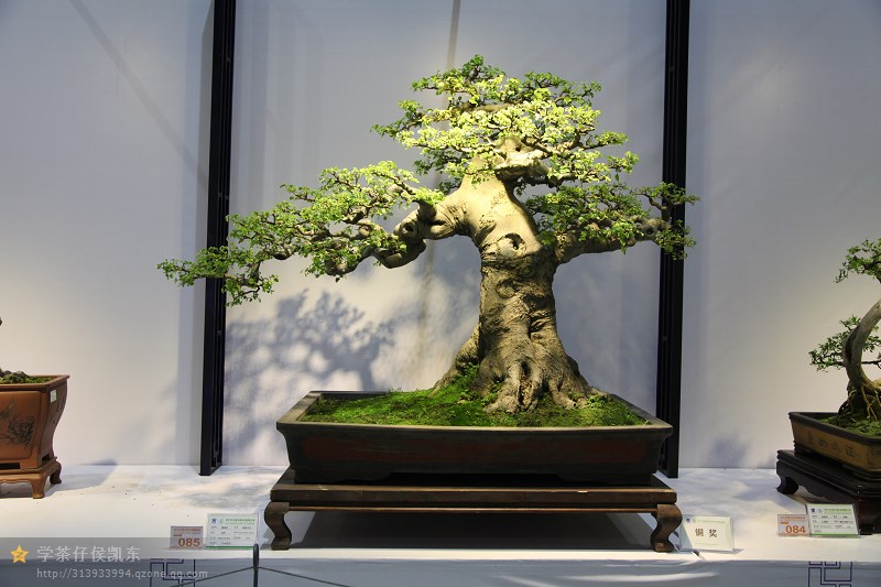 中国鼎—2013中国(古镇)盆景大展