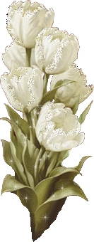 1,黄山贡菊