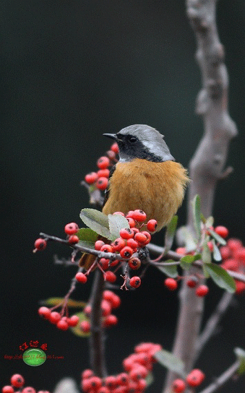 壁纸 动物 鸟 鸟类 雀 355_568 竖版 竖屏 手机 gif 动态图 动图