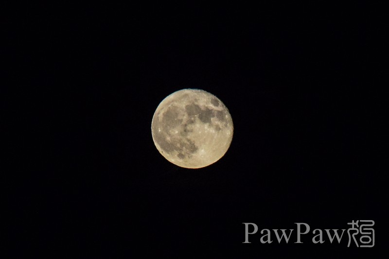 月儿高挂在天上_PawPaw狗