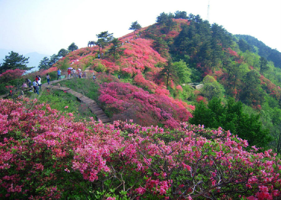 麻城杜鹃花 武汉旅行社 武汉旅行社排名 武汉旅行社报价 湖北康辉旅行