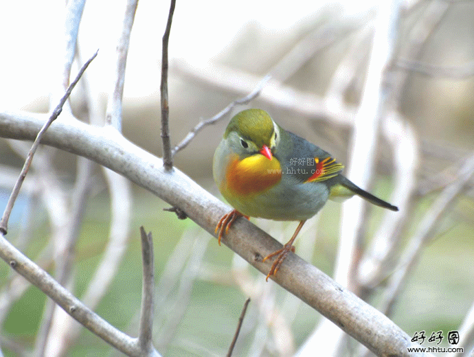 壁纸 动物 鸟 鸟类 雀 690_520 gif 动态图 动图