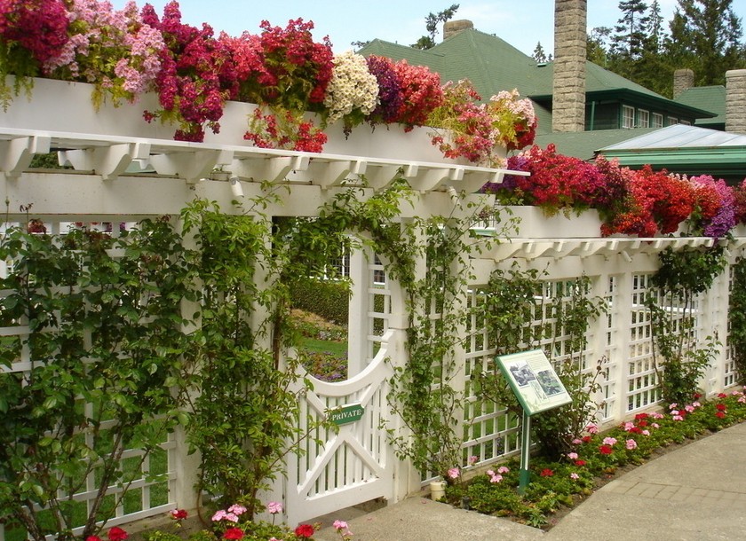 温哥华_刘-小爆