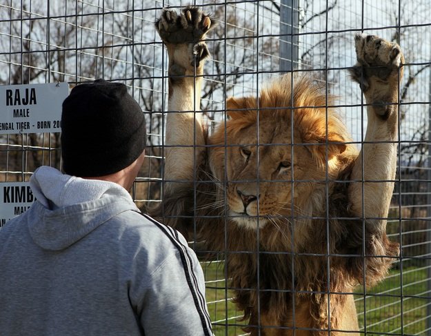 八哥谢谢篮子丝瓜猜成语_国画丝瓜(3)