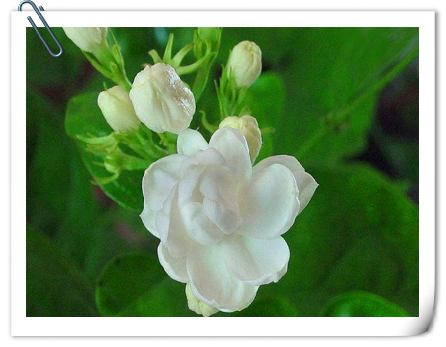 茉花莉简谱_千恋万花茉子