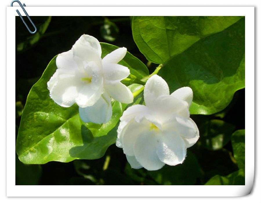 茉花莉简谱_千恋万花茉子