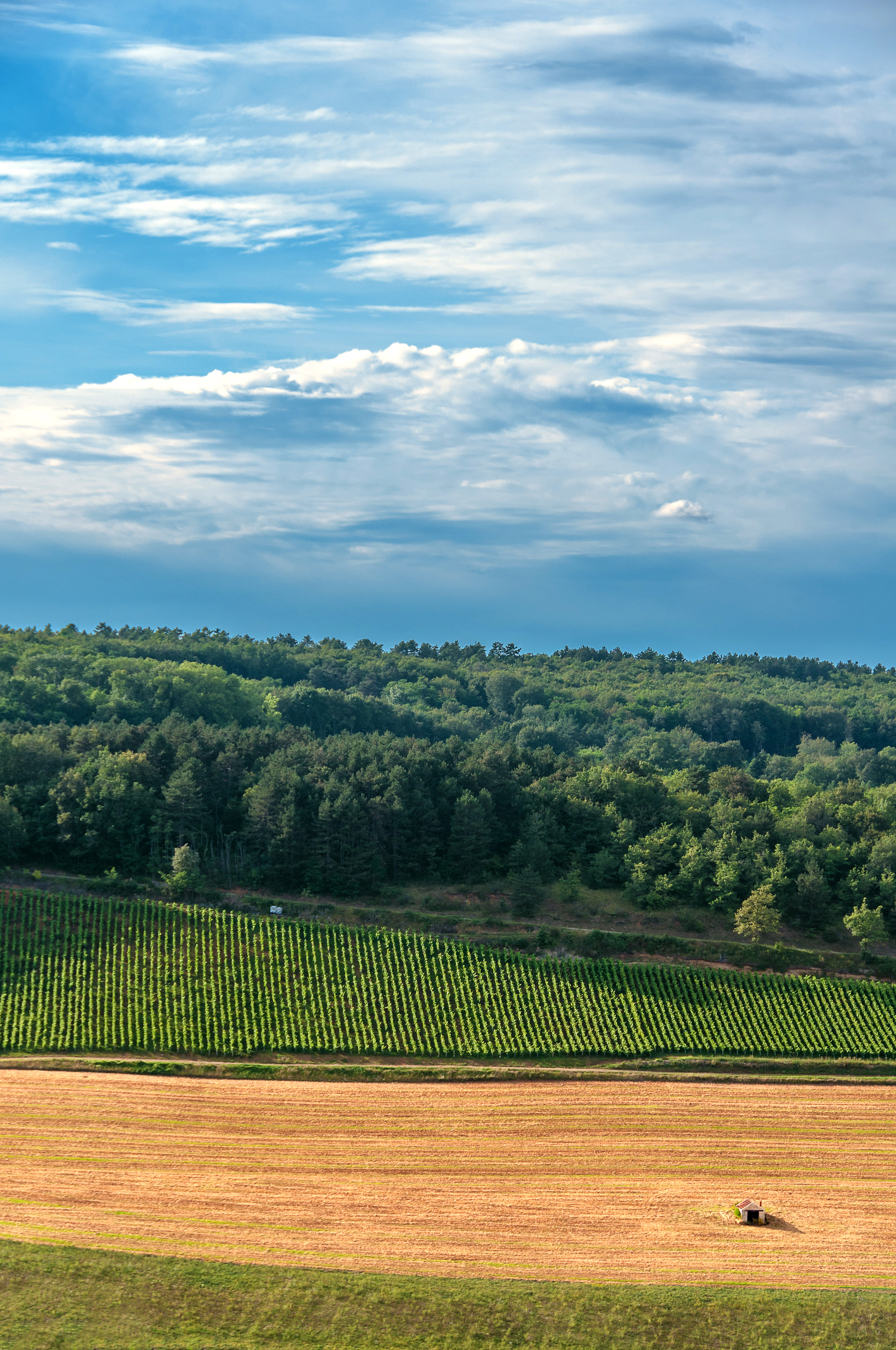 卑鄙索索瑞,卑鄙别伤心,我依然爱着你。是哪首