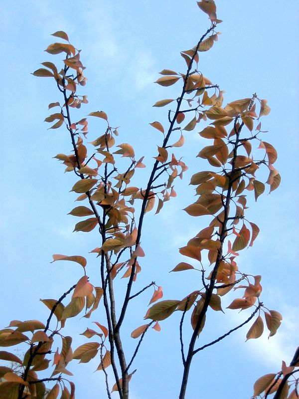 秋天的樱花树