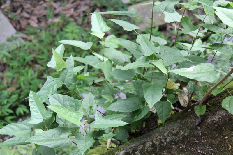 庆元植物495-大戟科-野桐属-石岩枫