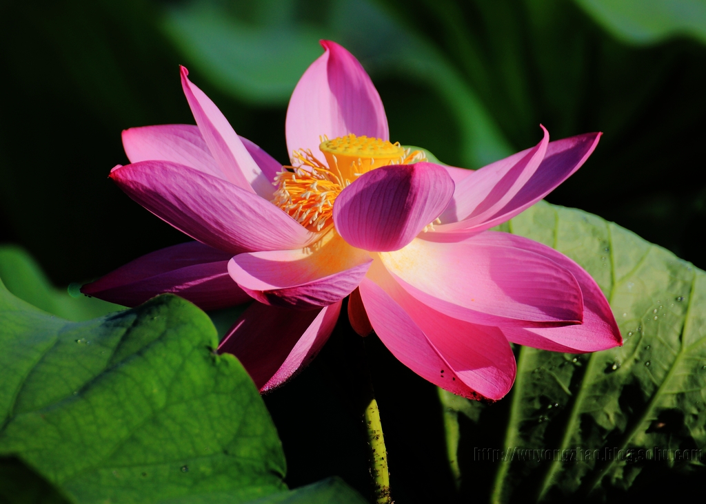 中伏荷花掠影 - 岁月流年