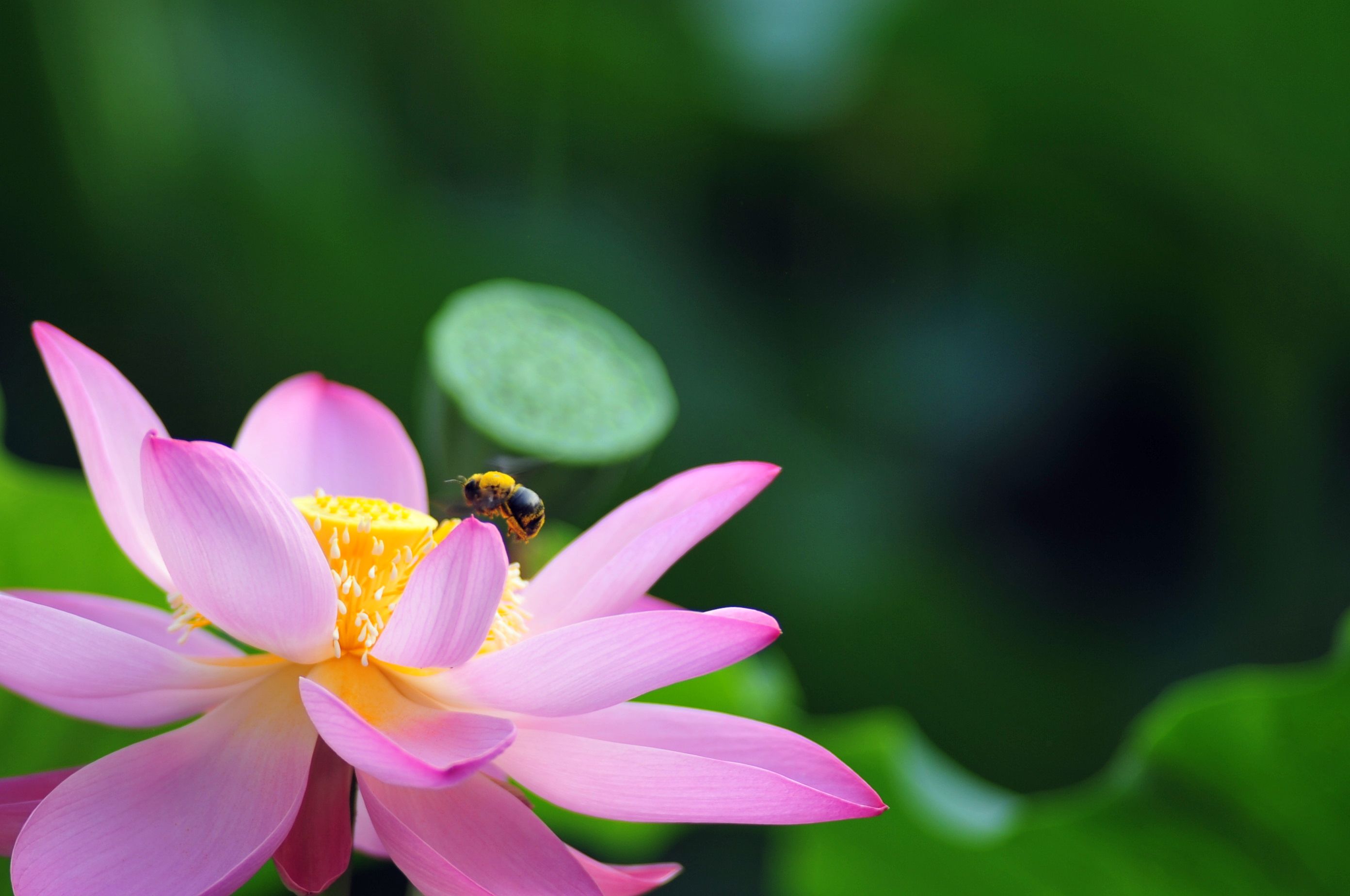 莲花池简谱_北京莲花池公园