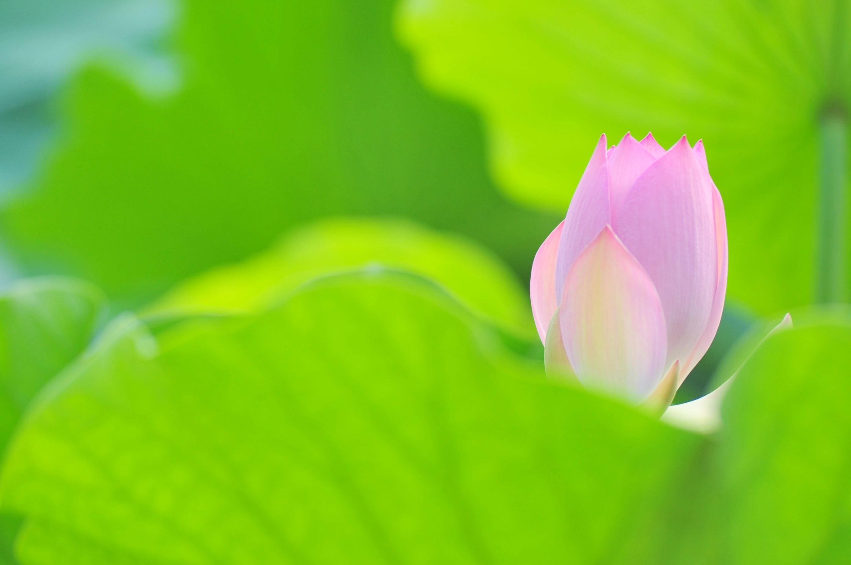 莲花池简谱_北京莲花池公园