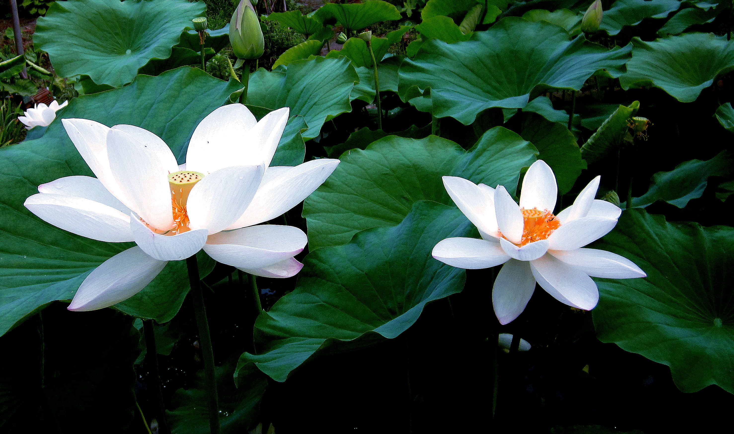 超过 100 张关于“白莲”和“白莲花”的免费图片 - Pixabay
