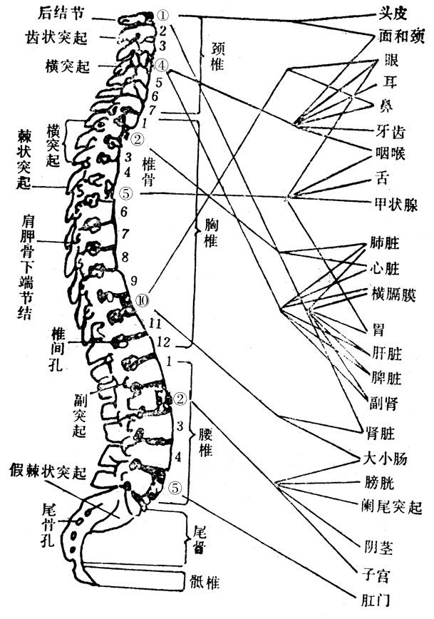 关于脊柱——我们应该知道这些