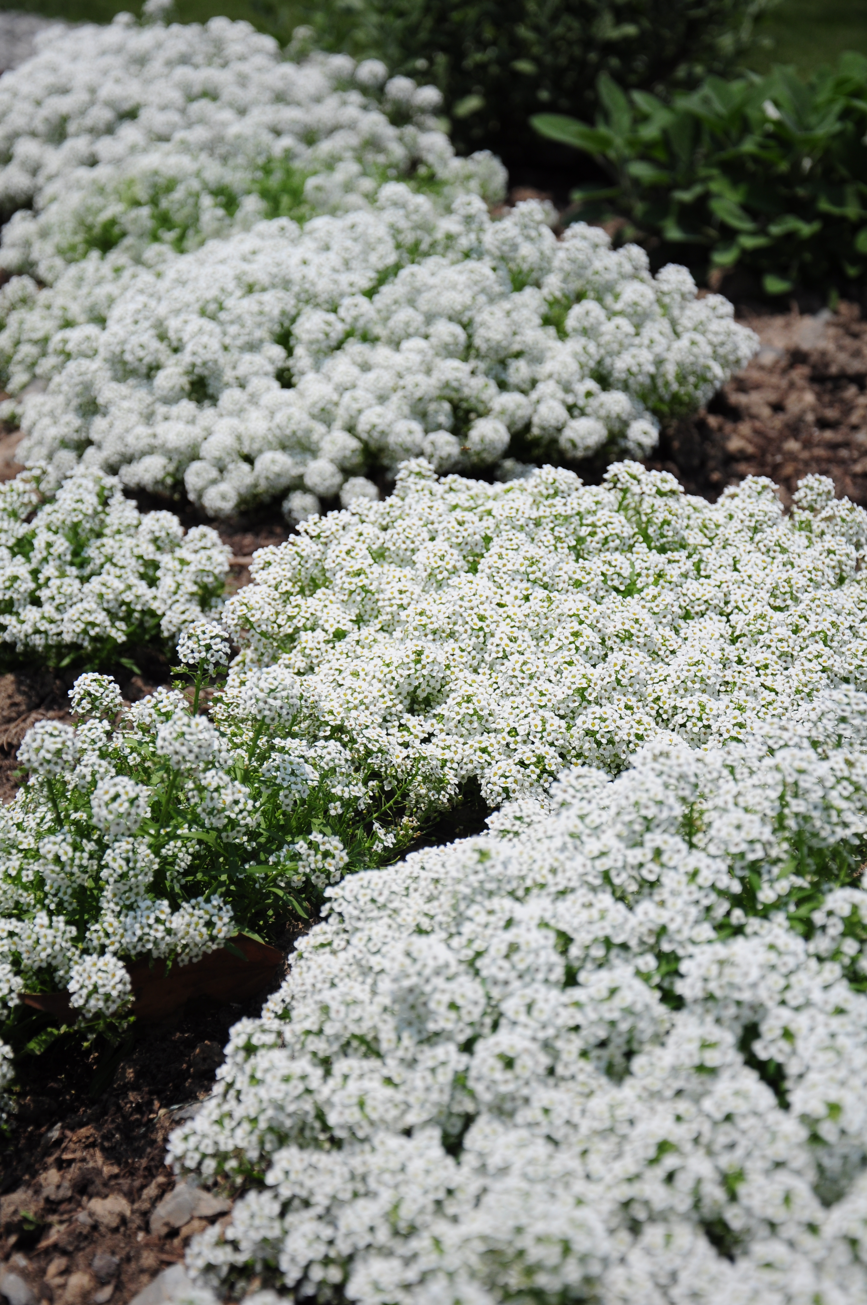 香雪球