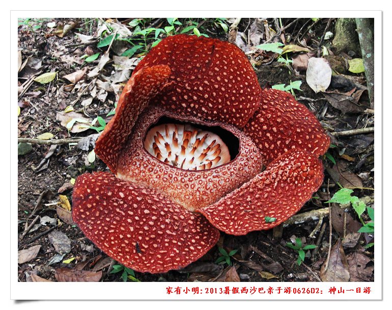 [转载] 四年级小学生明明的作文《神山游记》_