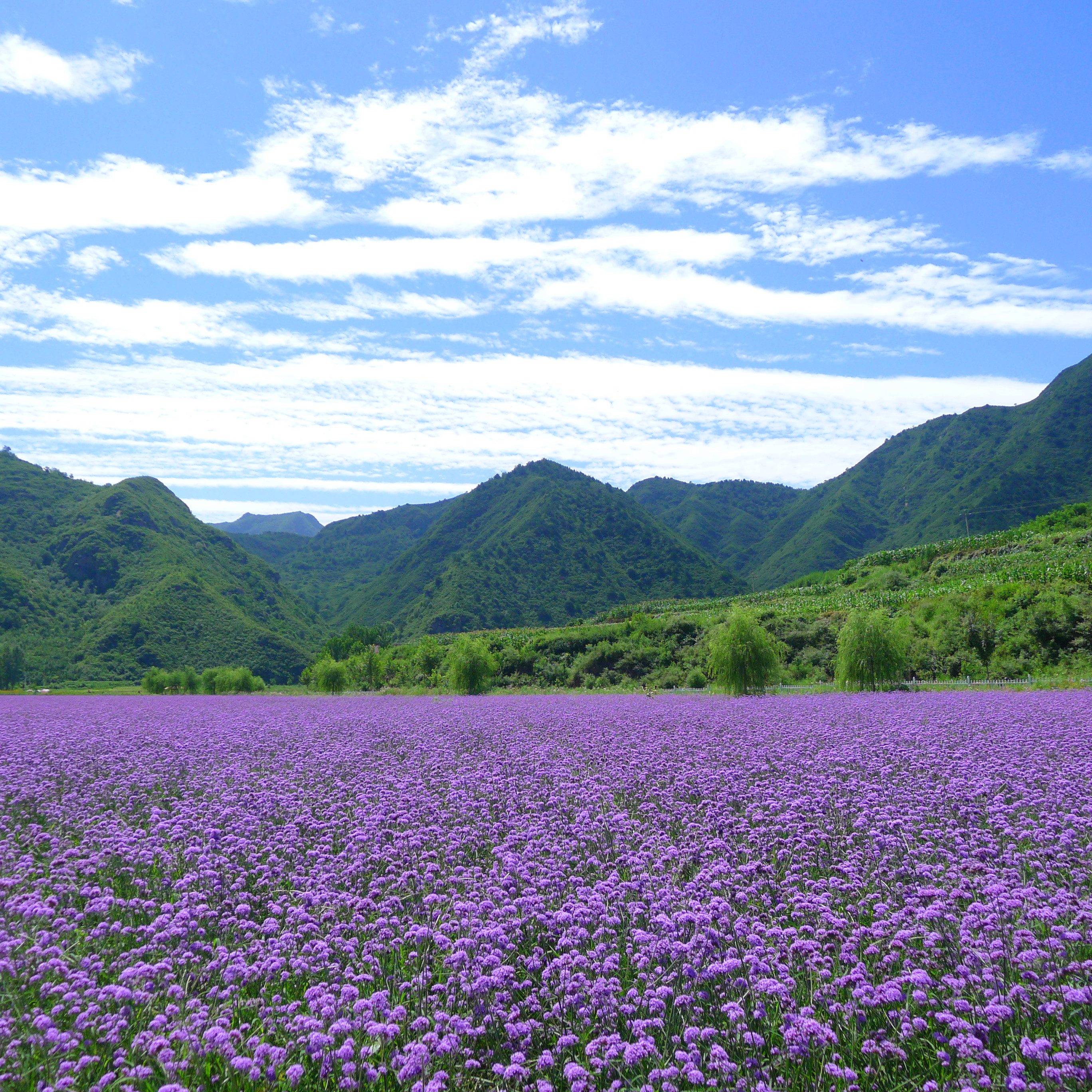 人间花海