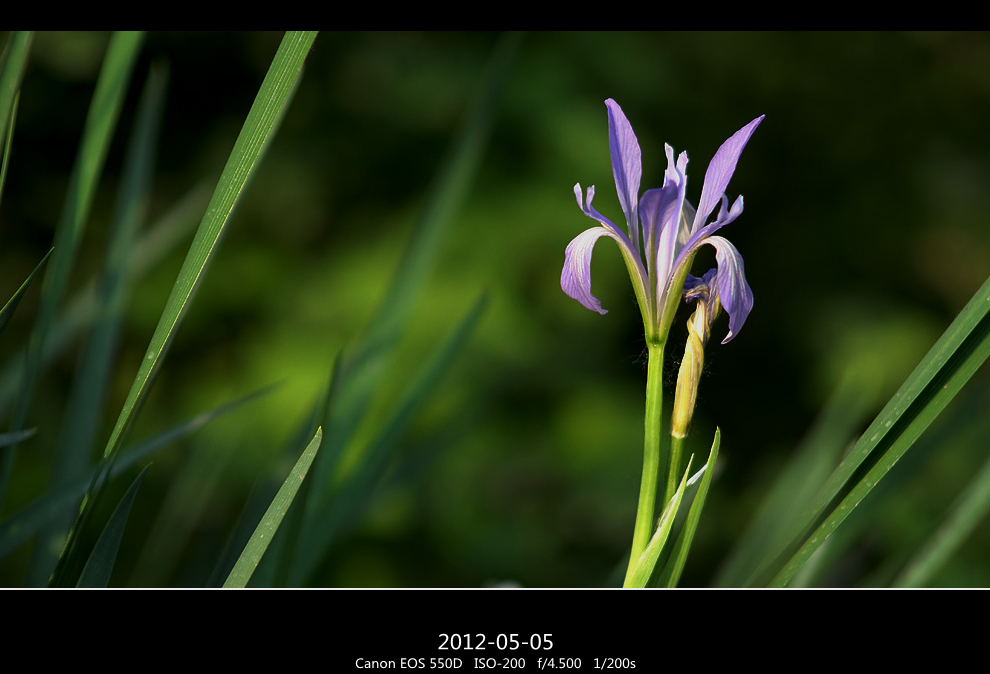 繁花无界(三十五)马兰花