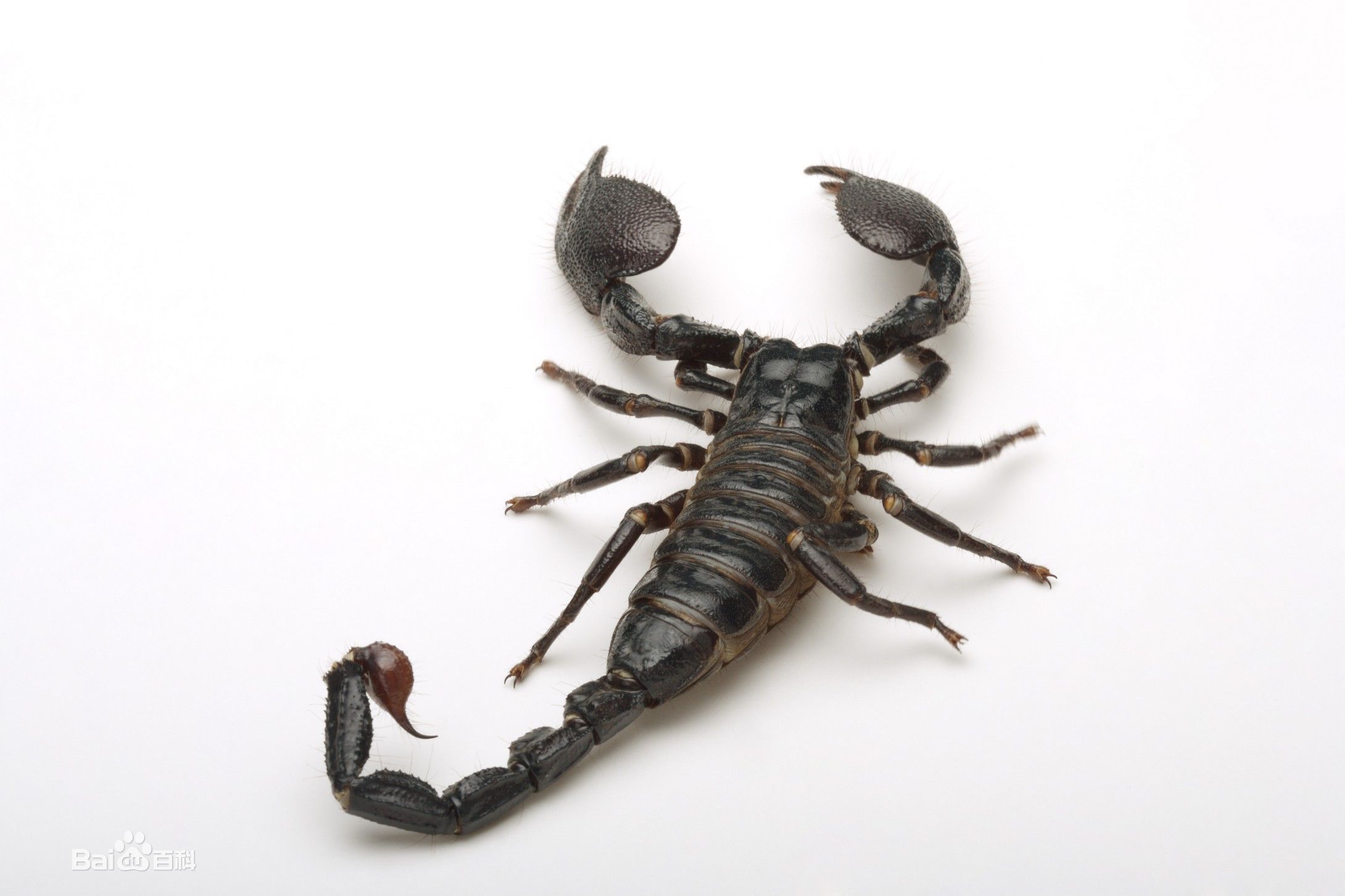 蛇心蝎子疯狂猜成语_蝎子纹身(2)