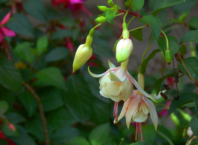 灯笼花 时间应是补2013年7月9日 桃花园 搜狐博客