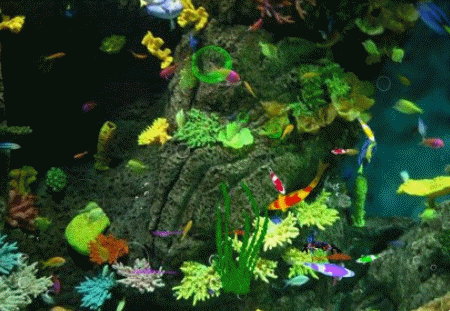 欣赏海洋世界