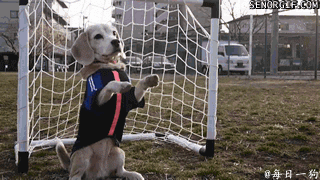 本届世界杯最佳守门员