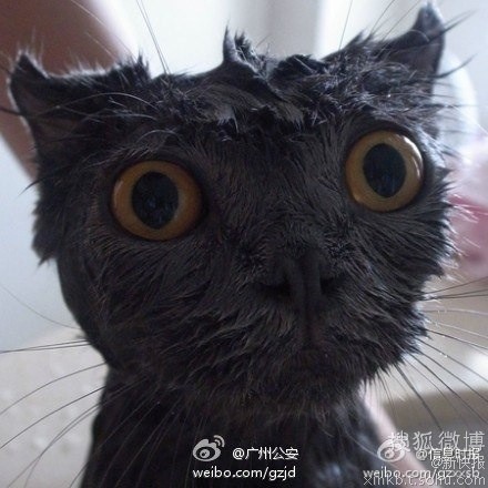 呔!敢跟我抢吃的,活腻歪了么!