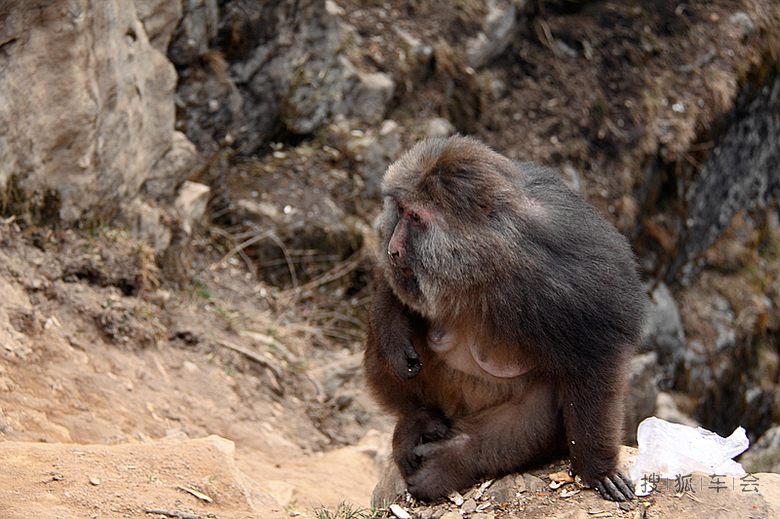 峨眉山的猴子当猪卖_乐风-乐友队